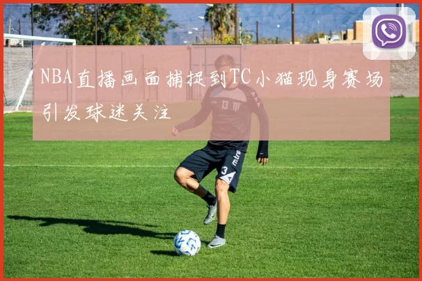 NBA直播画面捕捉到TC小猫现身赛场引发球迷关注